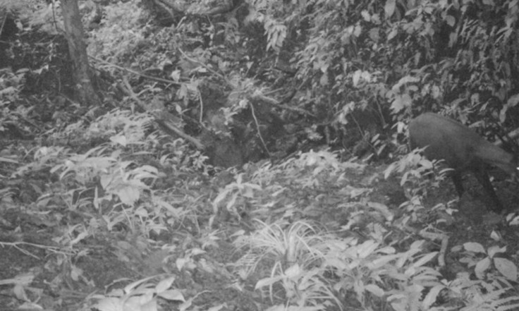 saola_cameratrap1_2013