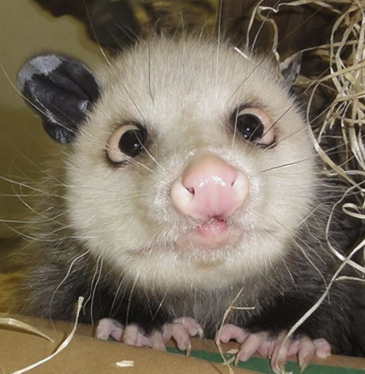 The famous cross-eyed opossum Heidi in Leipzig Zoo