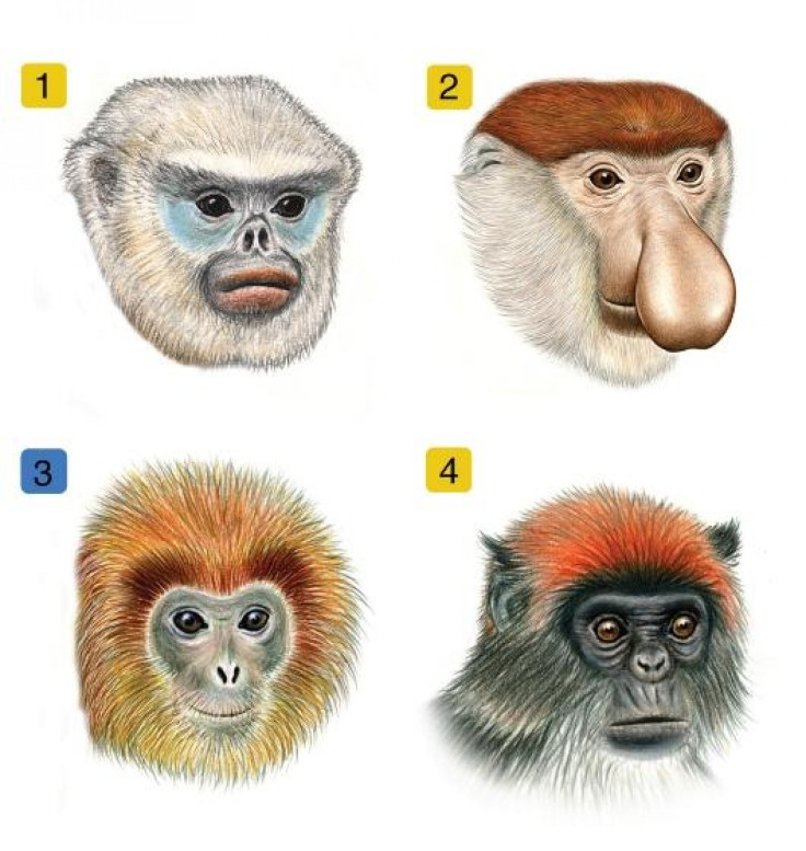 primates