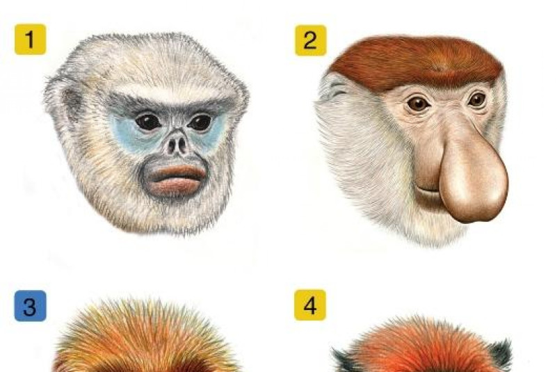 primates