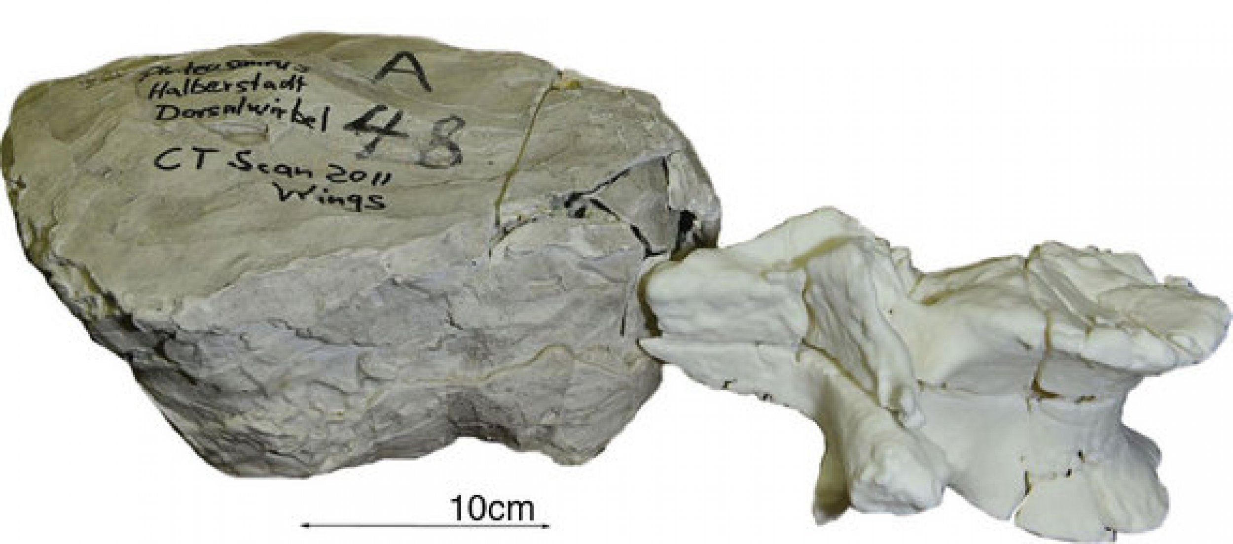 3D-Printed Dinosaur Bones