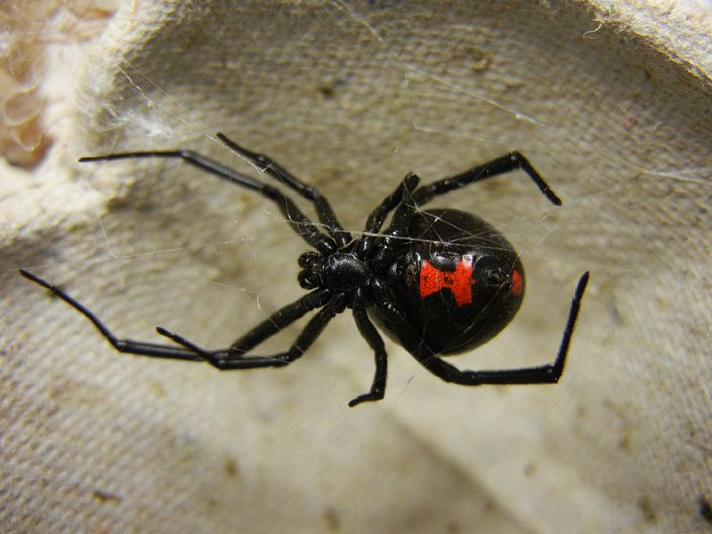 Black Widows In Grapes How Are Venomous Spiders Ending Up In Our