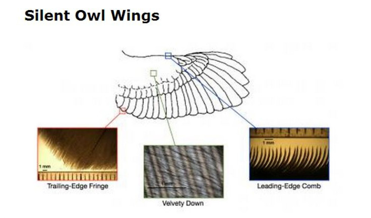 owlwings