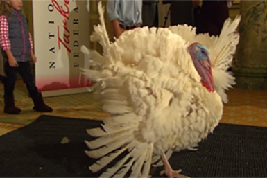 What To Watch This Thanksgiving [VIDEO]