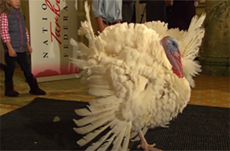 What To Watch This Thanksgiving [VIDEO]