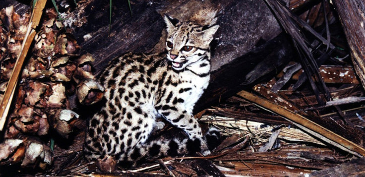 wild-cat-brazil