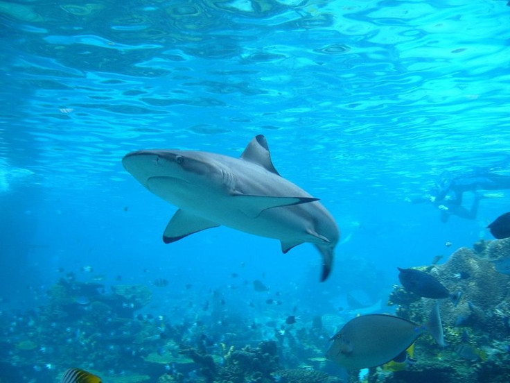 shark-attack-australia