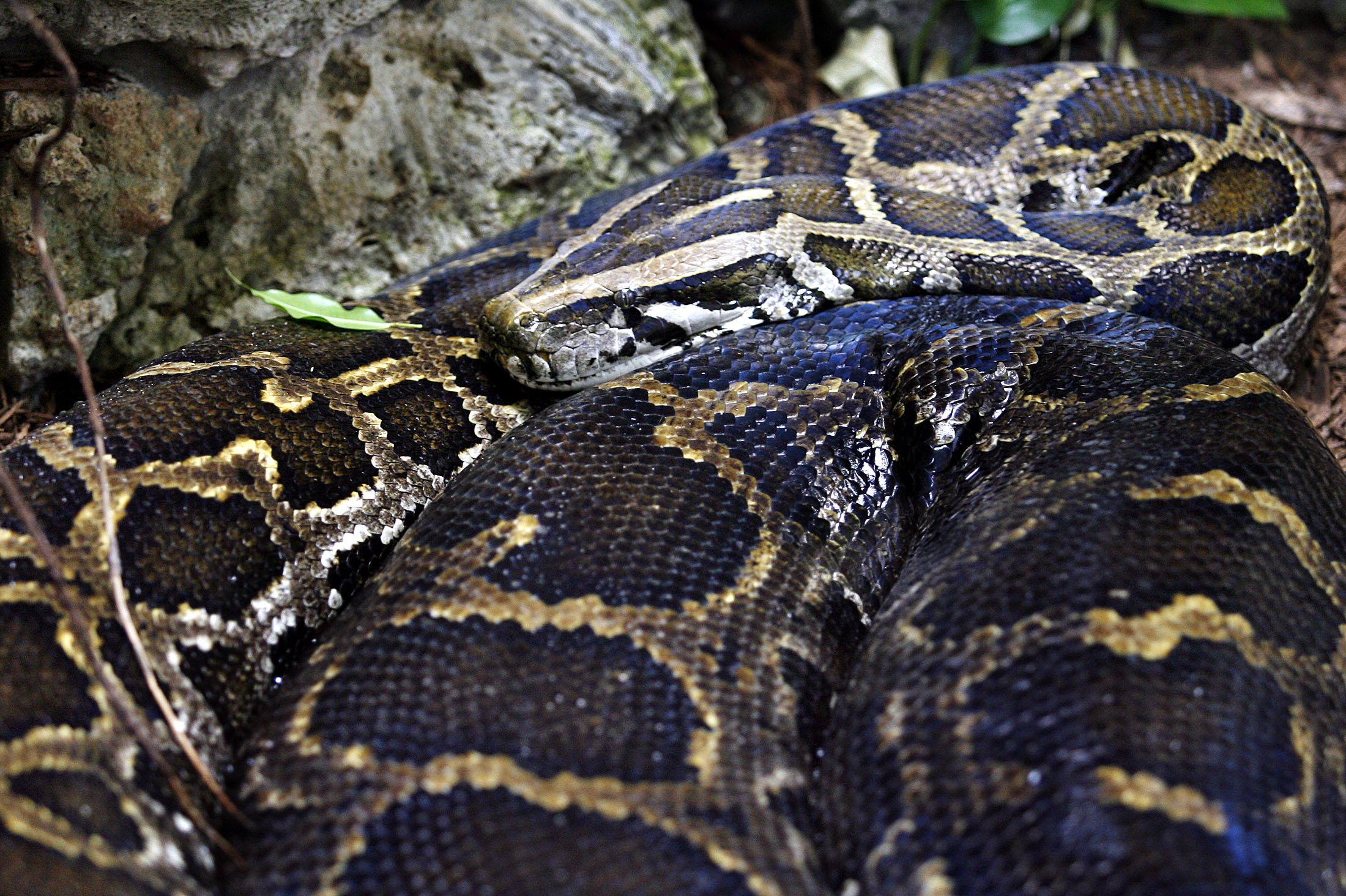 How Does A Burmese Python Swallow Prey Bigger Than Itself? Genes Hold ...