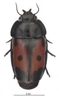beetle