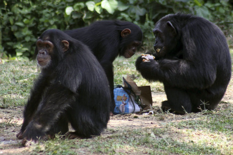 Chimpanzees 2010