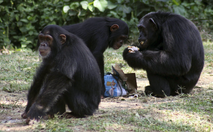 Chimpanzees 2010