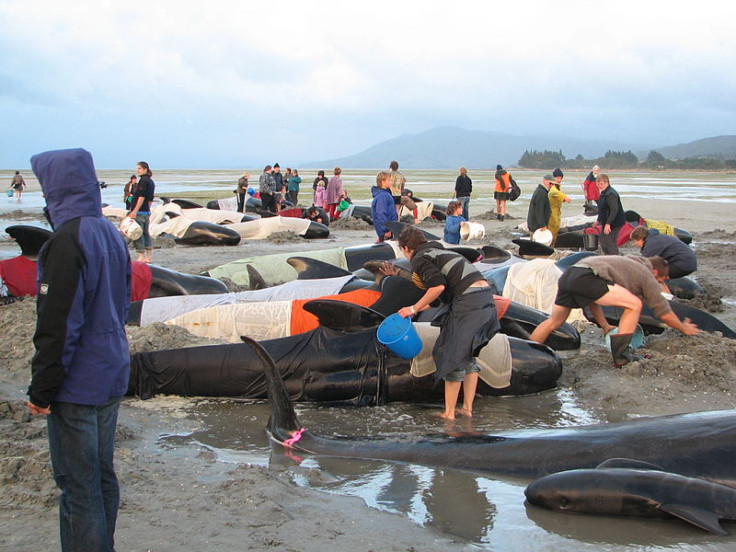 pilot-whale-stranded