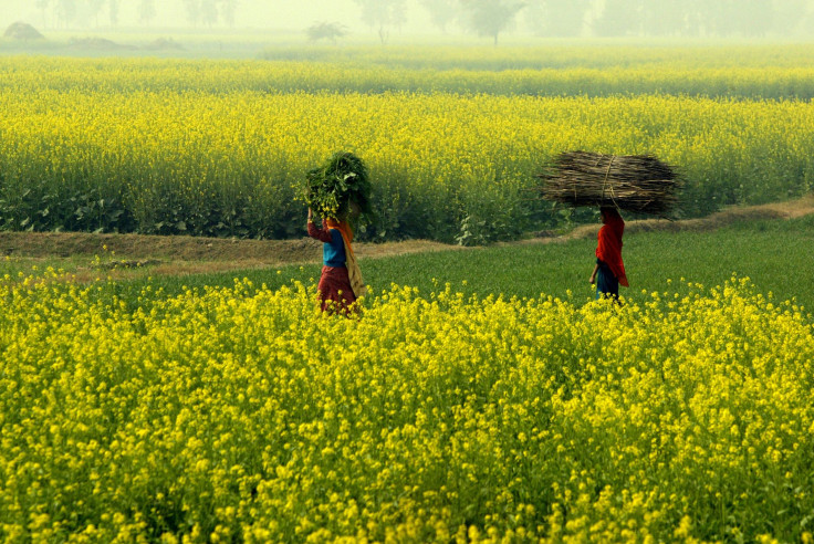 Haryana Farmland, India