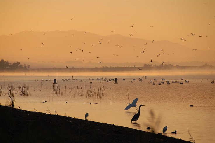 lake-birds