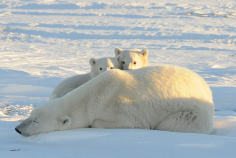 Polar Bears_Arctic