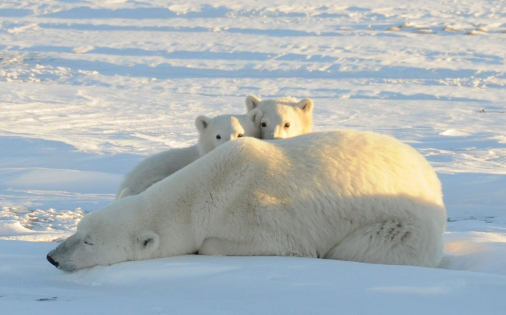 Polar Bears_Arctic