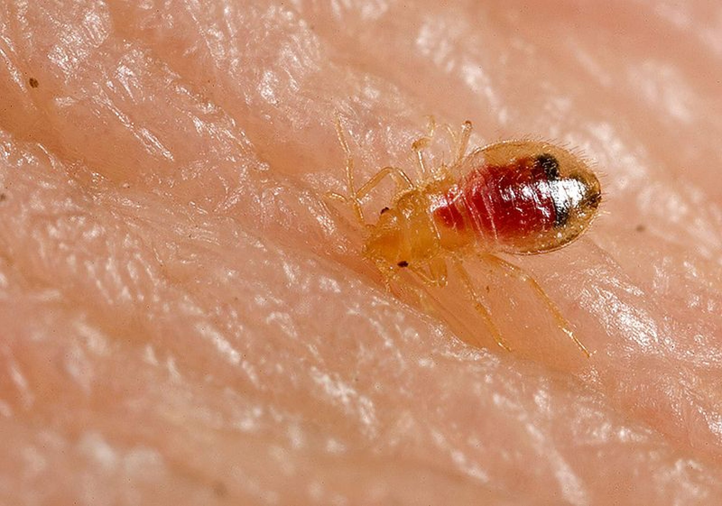 ‘FreezeIntolerant’ Bed Bugs Can Survive Subzero Temperatures For Days