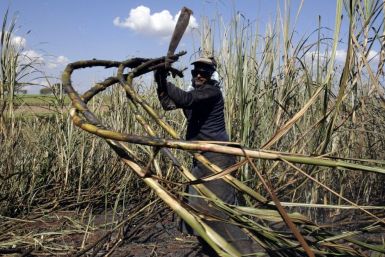 A worker cuts sugar cane for raw sugar and ethanol fuel production on the property of the Sao Martinho mill in Pradopolis, about 300 km (186 miles) northwest of Sao Paulo.