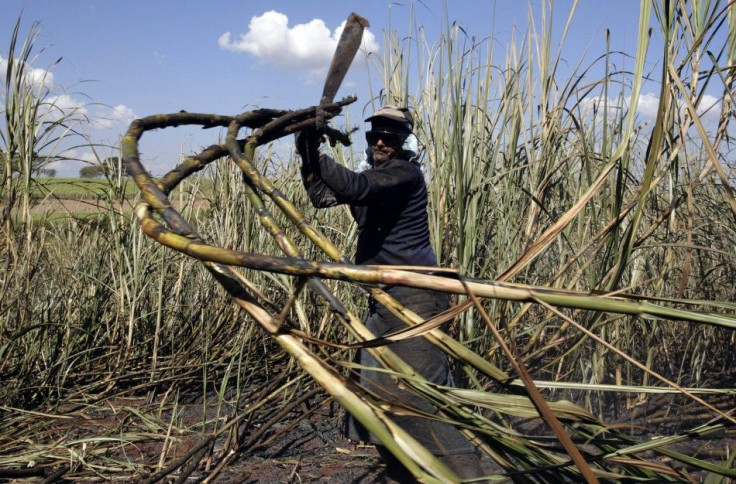 A worker cuts sugar cane for raw sugar and ethanol fuel production on the property of the Sao Martinho mill in Pradopolis, about 300 km (186 miles) northwest of Sao Paulo.