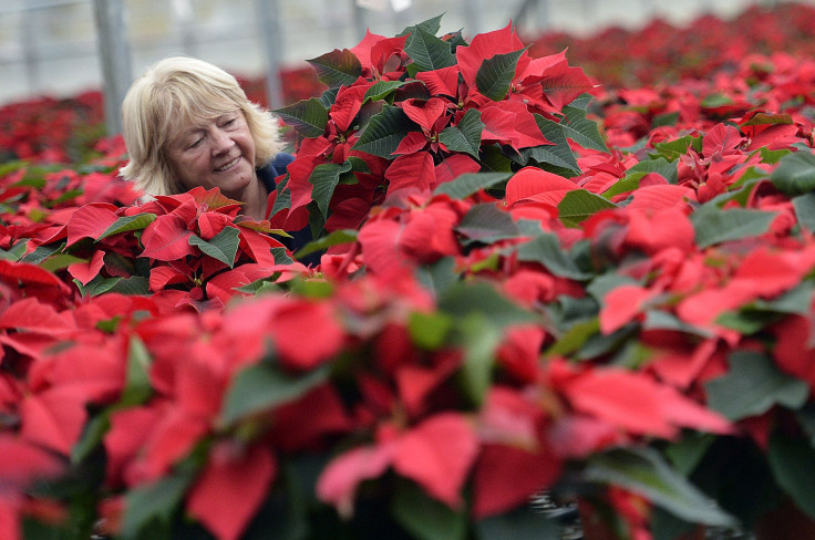 National Poinsettia Day