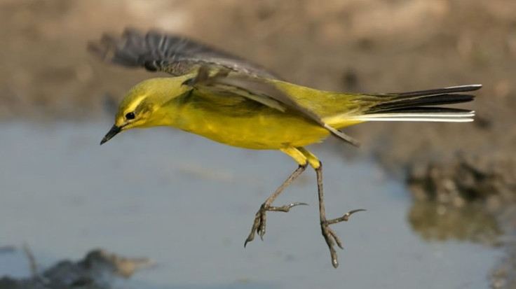 Yellow wagtail, an endangered species