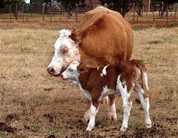 Gloria, the first calf born to a cloned cow.