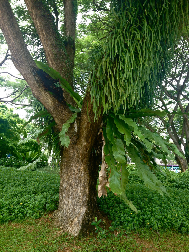Singapore tree