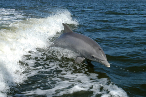 A bottlenose dolphin 