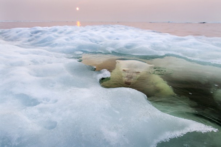 polarbear_natgeo