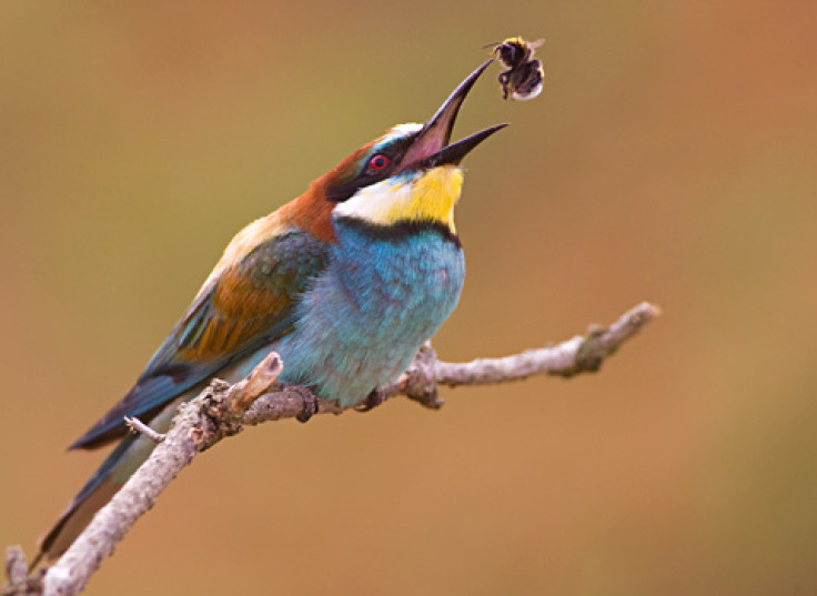 beeeater