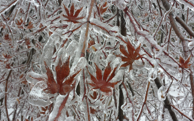 plant-cold-weather