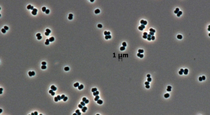 cleanmicrobe