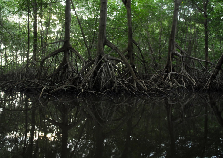 mangroves