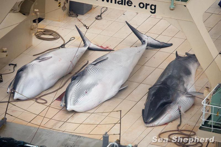 news-140105-1-2-Dead-Minke-Whales-Nisshin-Maru-Deck-0044265-800w