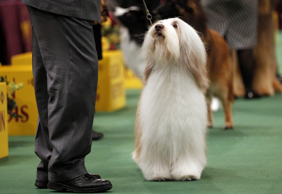 135th Westminster Kennel Club Dog Show