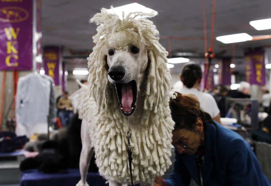 135th Westminster Kennel Club Dog Show