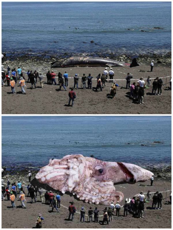 Giant Squid Viral Photo Hoax Image Of 160Foot Giant Sea Creature