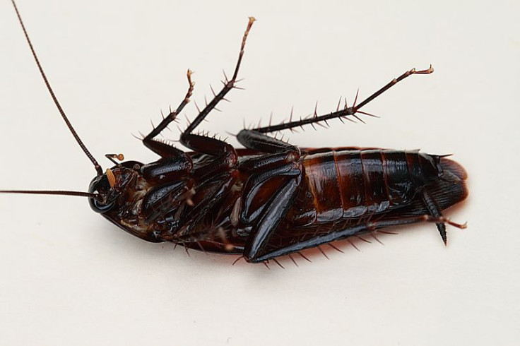 cockroach