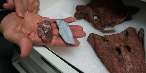 tiktaalik-pelvis