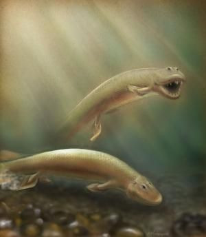 fossil