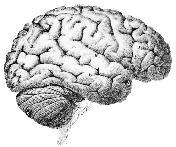 brain