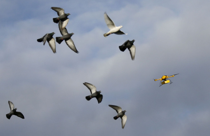 Pigeons and Drone