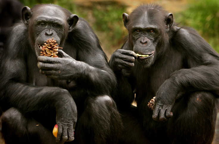 chimps-gestures