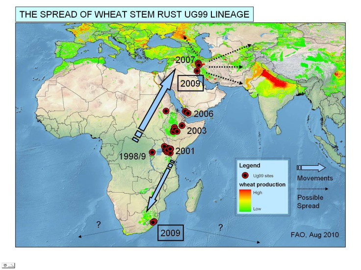 Ug99 Global Spread, UN FAO Map August 2010