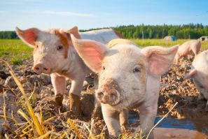 Hogs Pigs Sweden by Shutterstock