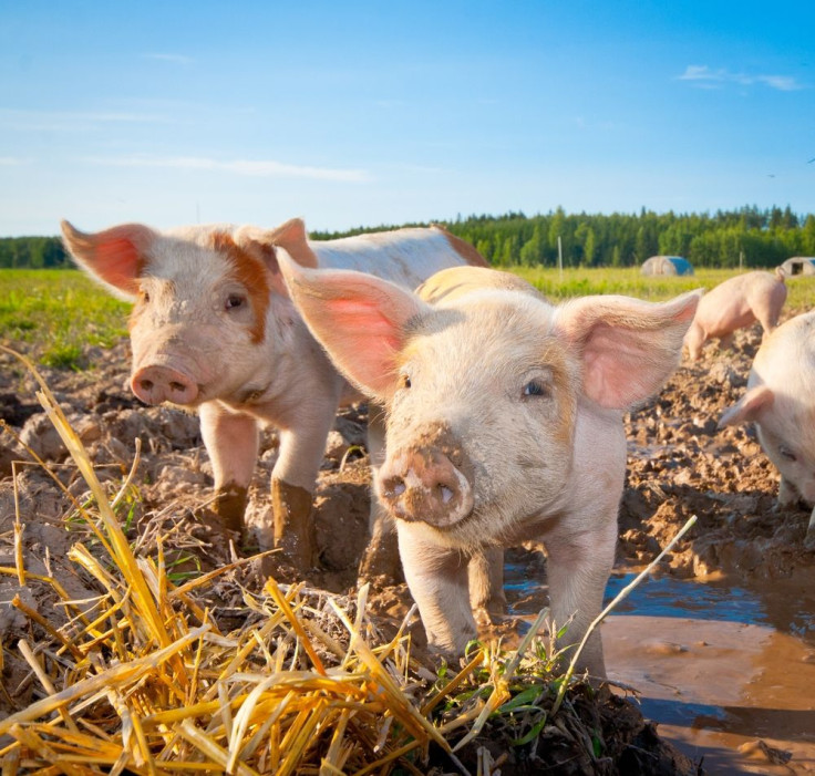 Hogs Pigs Sweden by Shutterstock
