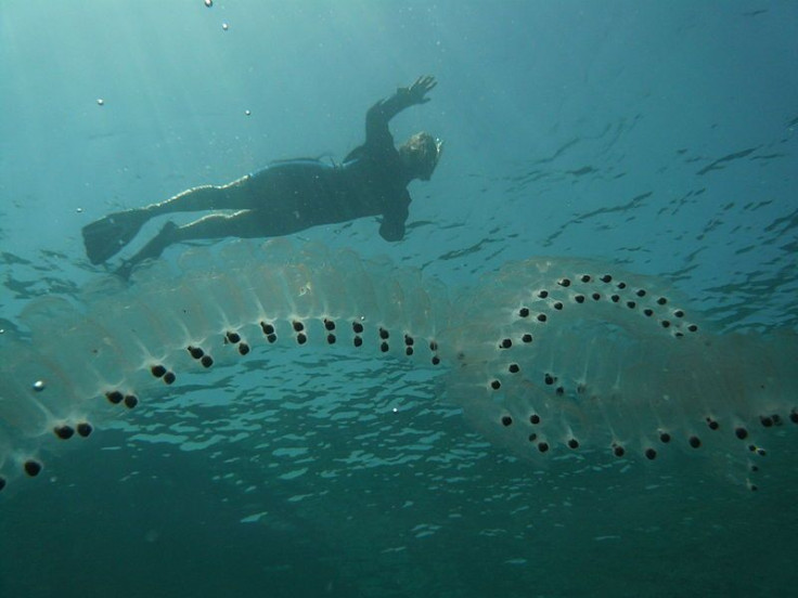 sea-salp