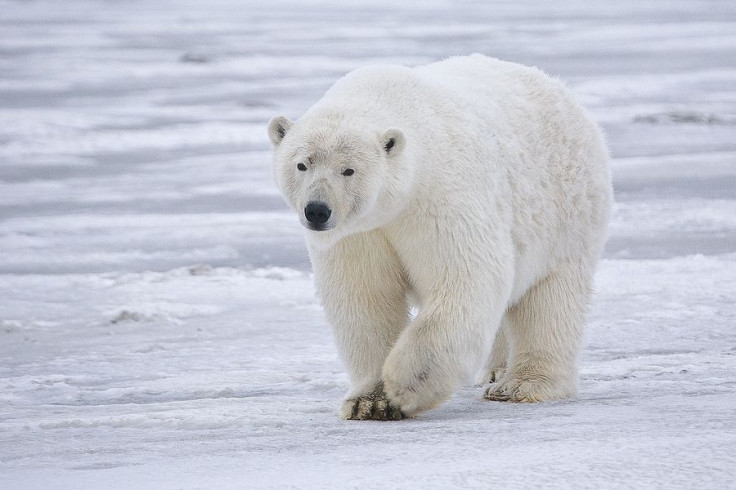 polar-bear