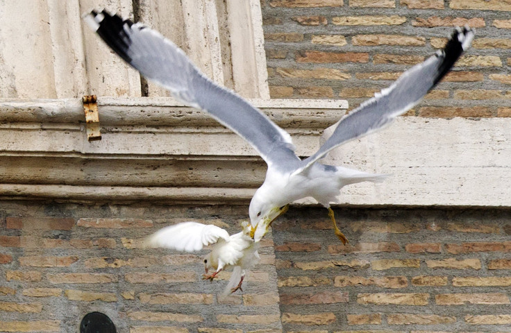 Doves Of Peace Attacked By Angry Birds