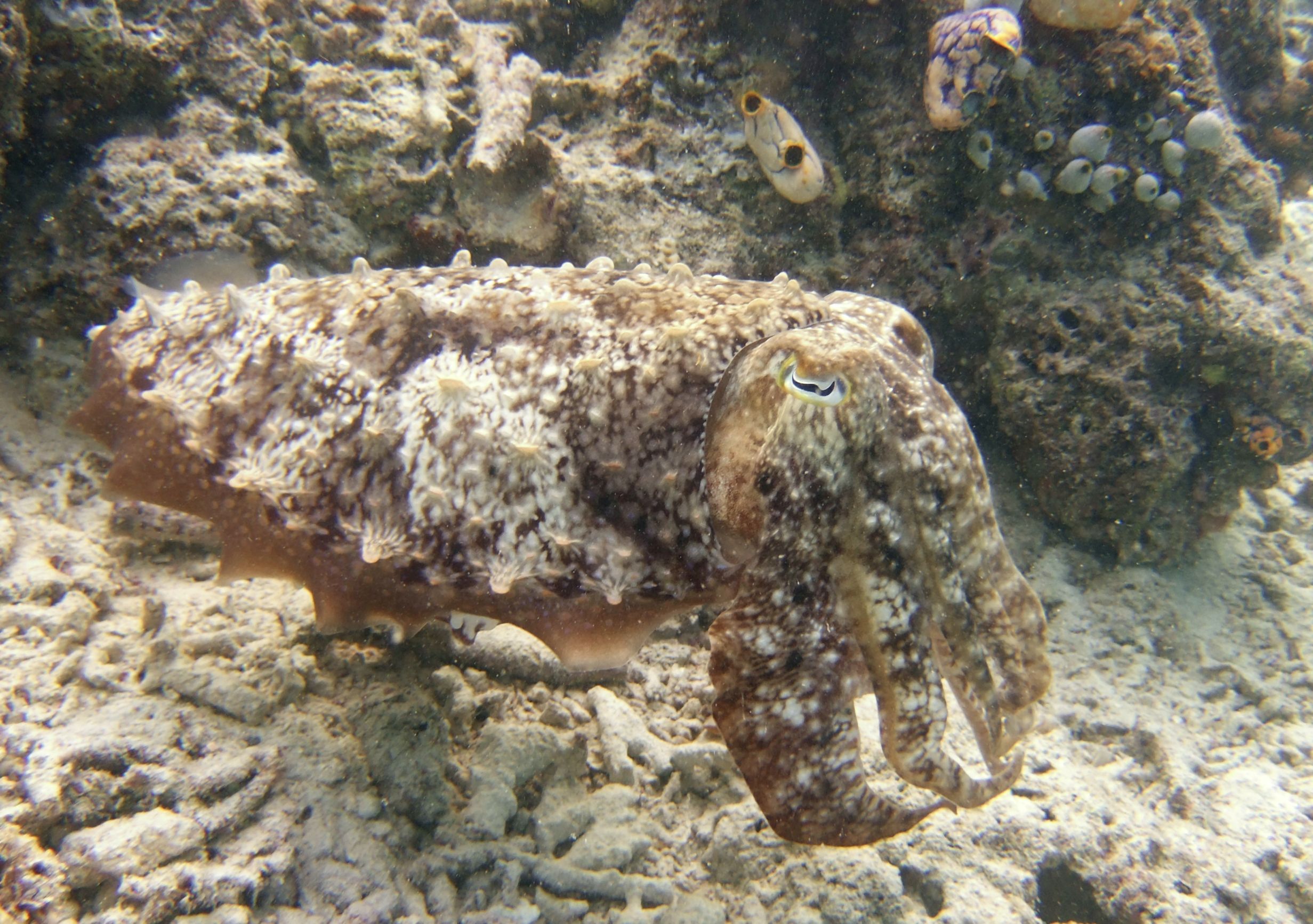 Can Cuttlefish Camouflage In A Living Room